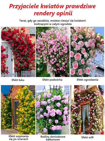 🪷Całoroczne kwitnienie nasiona róż pnących