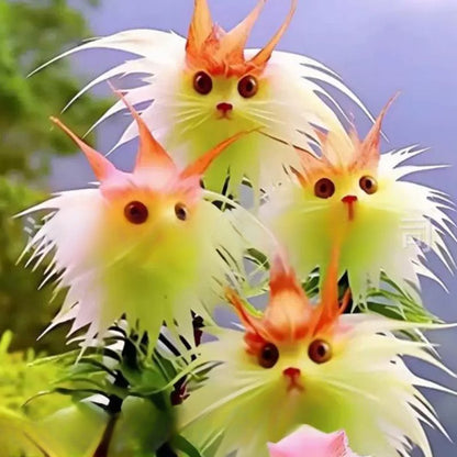 Nasiona orchidee kotego oka